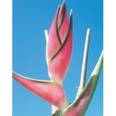 Heliconia - Eden Pink (M)